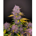 Purple Lemonade Auto - FastBuds